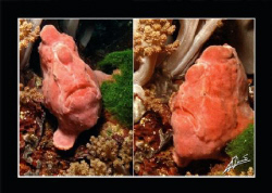 giant frogfish in "west of eden" island 7 similan nationa... by Adriano Trapani 